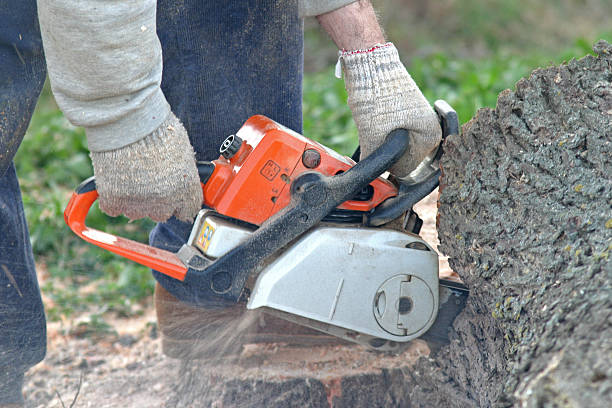 How Our Tree Care Process Works  in  Sudley, VA